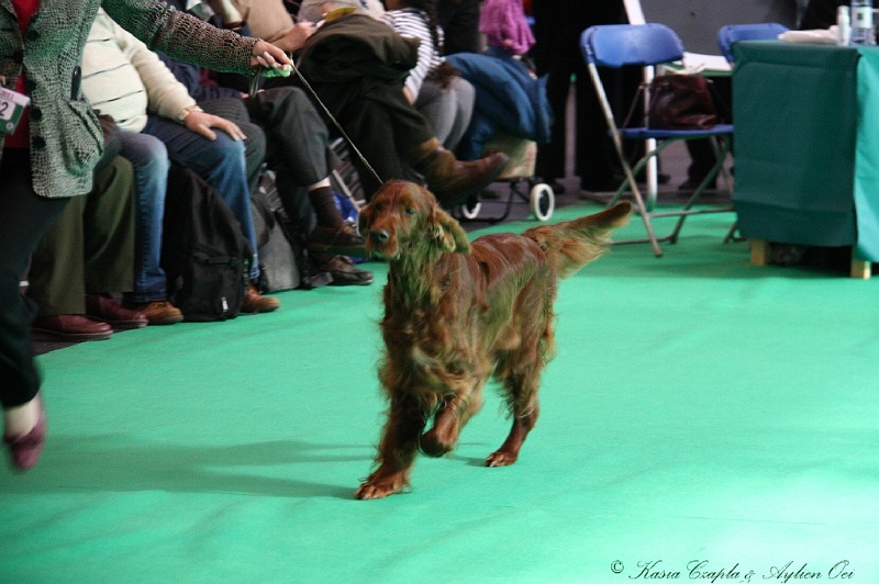 Crufts2011 778.jpg